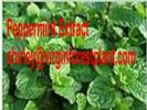 Peppermint Extract (Shirley At Virginforestplant Dot Com)